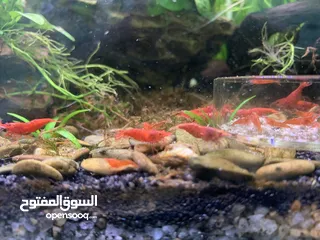  4 Red cherry shrimp