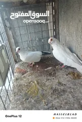  14 11 جوز مساويد، كشامره هومرات محيرات بواز مزهورات اسطنابله