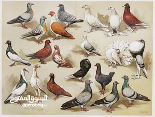  1 حمام كش بصلاة على النبي صحه نضافه العدد 50