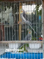  2 جوز كوكتيل مع قفص وحاضنه