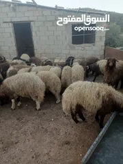  7 أضاحي الوزن الكيلو 5.50