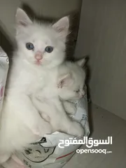  8 قطط انقورا تركي ذكور للبيع القطط صحه و جمال و اناقه و ادب و احترام ما شاء الله