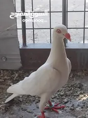  1 حمام نخب صحه ونضافه للبيع