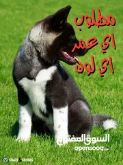  1 مطلوب (اكيتا او شيبا) (Akita - Shiba) Wanted