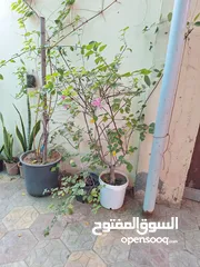  8 Plants for sale
