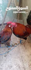  13 ديكين للبيع