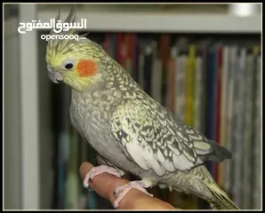  2 كوكتيل ازبيلا حبات نخب أليفة جدا اقرأ الوصف