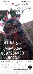  4 للبيع قطه شيرازي سكوتش بسعر 400 شيكل  للاستفسار