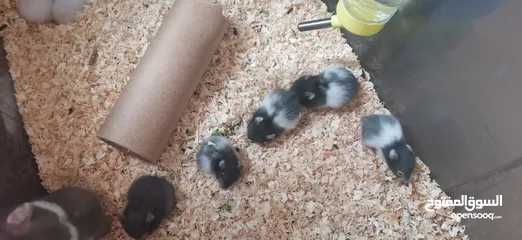  4 Hamster for sale