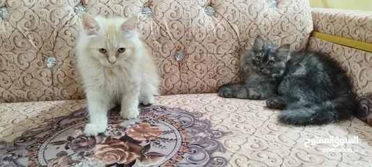  6 قطط تركية للبيع فقط