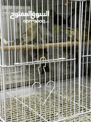  11 يوجد طيور كناري مميزة وجميلة في الخليل