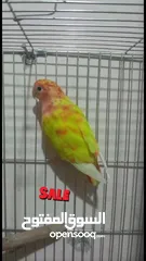  6 انثى روز ((((عين حمــــراء ))))