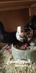  3 جواز وفراخ للبيع مشكل اقرء الوصف كامل