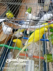  3 طيور للبيع