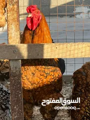  11 جاج لوهمان + بلدي بياض للبيع