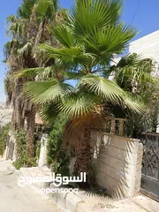  3 شجر نخيل زينه