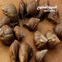  7 سلحفاه و بطه  و قطه شنشيلا و قط شيرازي  كتن بيبي ابيض و حلزون كركعه و بطبوطين  سلحفاة مائيه