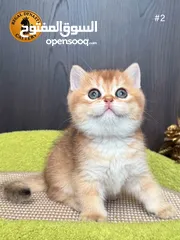  22 High-level British Shorthair kittens with pedigree