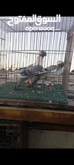  8 جوز فراخ اسطنابله  زرق وفرخ اسطنبولي احمر حبكين موجودات في الهاشمي الجنوبي