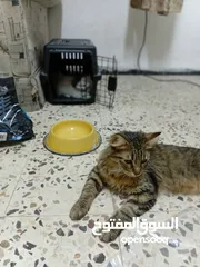  6 قط اوروبي ماين كون ذو الاقدام البيضا اللون الرصاصي مع قط صغير كم شهر للبيع