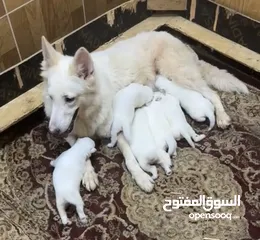  1 White German shepherd puppies يراوه وايت جيرمن شيبرد