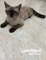 4 قطة سيامي بيور