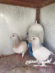  18 جواز بسعر مغري