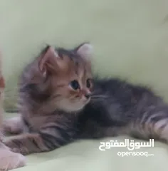  29 قطط صغار للبيع عمر شهرين من ام شيرازيه واب سكوتش جاهزات للبيع
