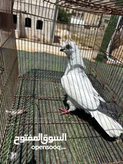  12 فحول كش وجوزين للبيع او البدل