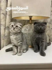  7 Pure scottish fold short hair for adoption in dubai with fee male and female قطط سكوتش فولد بريطاني