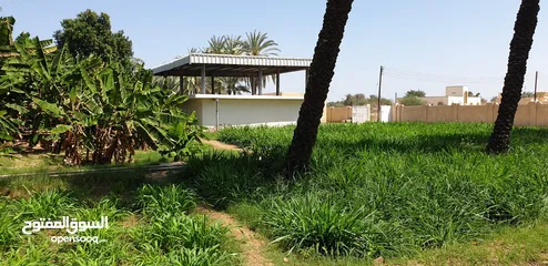  14 مزرعه للبيع في صحار (العوينات) مساحتها7.27 فدان