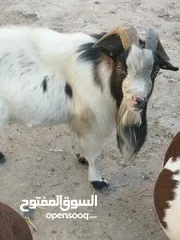  5 صخل بلجيكي مستورد عمر سنتين صخل فحوليه فول وبيه ضمان صخل خالي من كل عيب صخل معلوف علف براسه