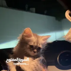  6 قطه للبيع. cat for sale