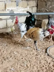  5 دجاج دجاج.