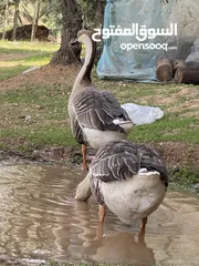  1 زوج وز إفريقي