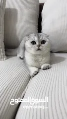  2 انثى سكوتش تريبل فولد جمجمه عريضه سلاله نقيه 100% اهل مسجلين