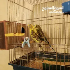  1 زوج طيور حب بادجي تحتهم 3 فراخ مع قفص حجم وسط شامل التوصيل داخل عمان الغربية