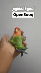  11 لافبيرد اليف