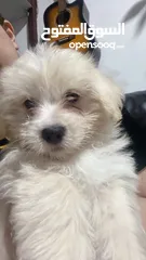  3 Mix breed puppies Morkie and Coton