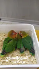  2 Tamed , Friendly Green Fischer Chicks &  Green Parblue chick