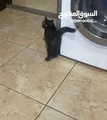  3 قططط من نوع سيامي ذكر و انثى