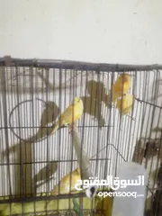  5 مخاليف كنار