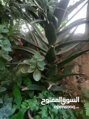  17 زريعه زينه للبيع