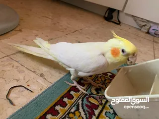  3 كوكتيل لاتينو مع قفصه للبيع