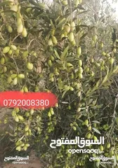  12 فرصه للشراء ارض مشجره جاهزه داخل التنظيم ومخدومه شارع معبد خدمات كامله ومطله
