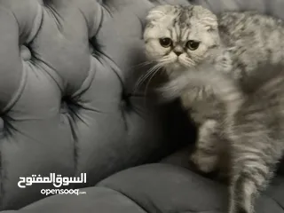  6 كتن سكوتش فولد و ستريت وام منتجه