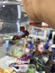  4 فايتر طفرات بتجنن هاف مون بيور وطفرات نادرة وأسعار تناسب الجميع ما عليك الا تتصل وتحجز