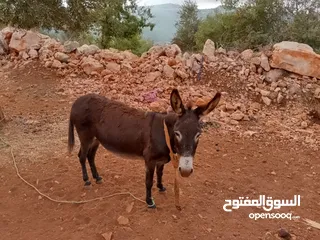  2 حماره مع ابنها البيع