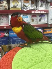  2 ببغاء اللوري رومانسي ولعوب راقص متكلم