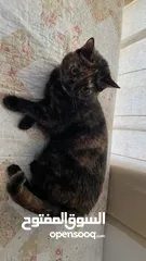  2 قطة لتبني مجانا cat for adoption female for free